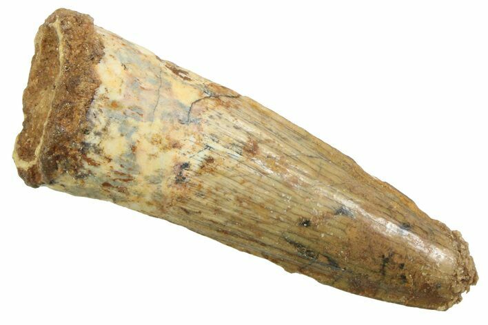 Juvenile Fossil Spinosaurus Tooth - Real Dinosaur Tooth #354825